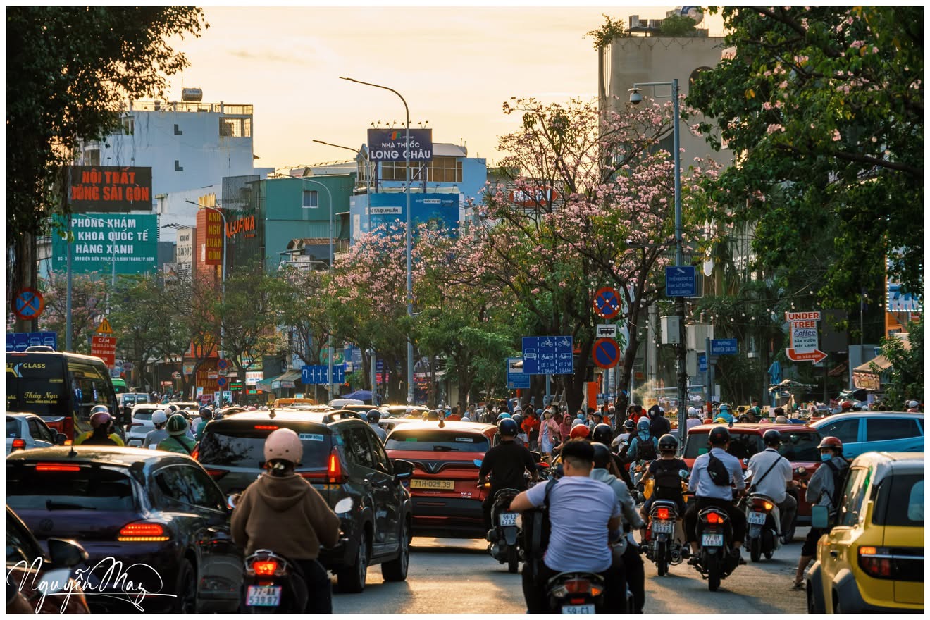 Sống ở TP.HCM hơn 10 năm mới thấy mùa kèn hồng