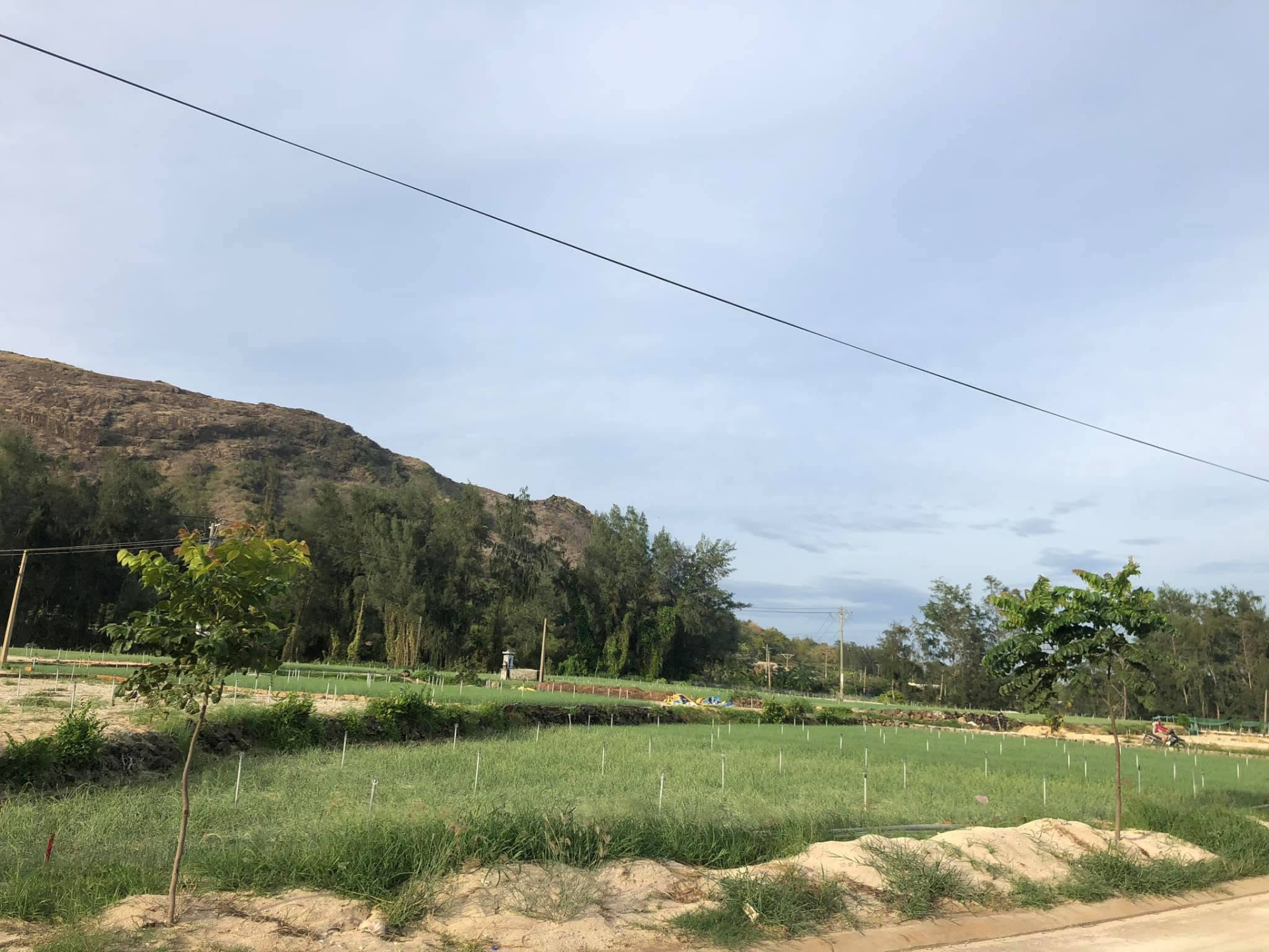 Cánh đồng tỏi Lý Sơn