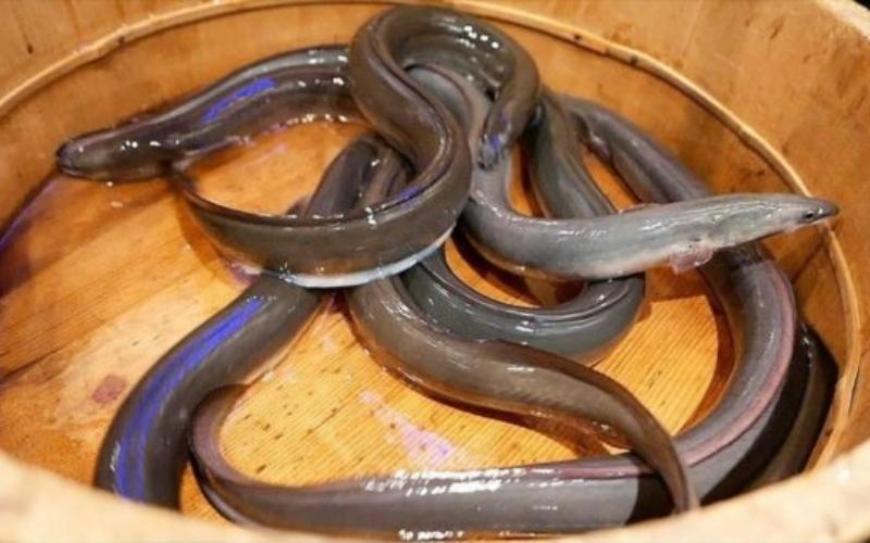 Không phải cá thu hay cá hồi, đây mới là loại cá mùa hè phải ăn: Tốt từ tim đến não, 1 miếng bằng 2 viên dầu cá