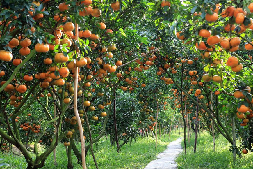 Dân miền Tây cũng không ngờ chiếc xuồng mưu sinh lại khiến dàn mỹ nữ Trung Quốc đua nhau săn đón