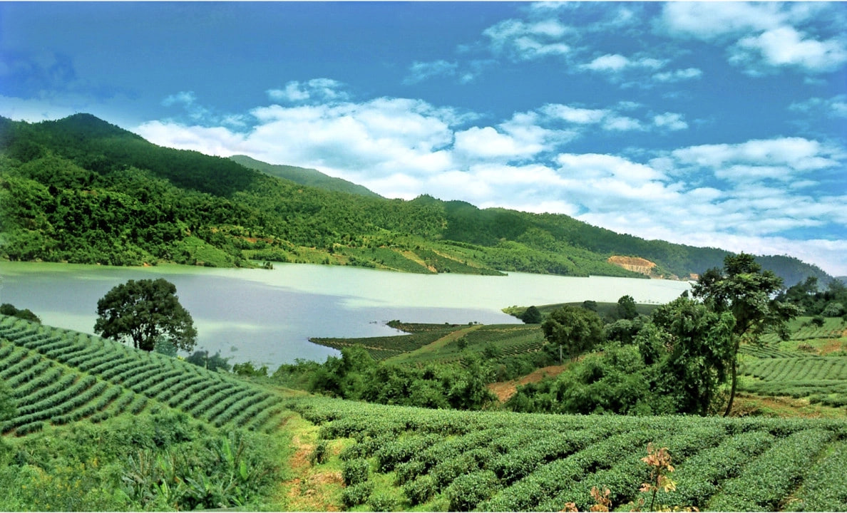 Đồi chè Tâm Châu. Ảnh: Bảo Lộc Travel
