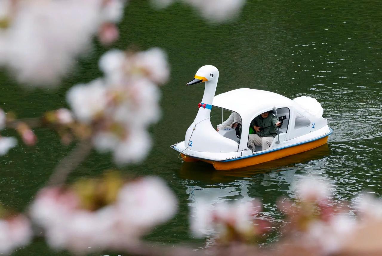 Du khách đi thuyền tại công viên Chidorigafuchi, Tokyo, Nhật Bản, ngày 26/3. Ảnh: Reuters.