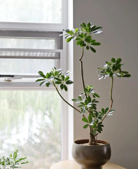 Người thông minh trồng cây không chọn bừa: Chỉ giữ 4 loại này trong nhà, lợi ích nhiều người chưa biết