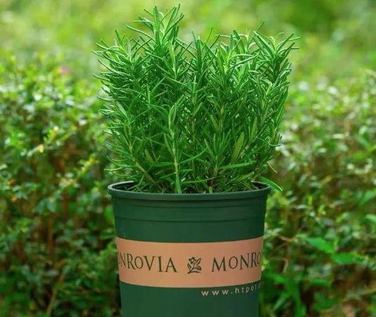 Người thông minh trồng cây không chọn bừa: Chỉ giữ 4 loại này trong nhà, lợi ích nhiều người chưa biết