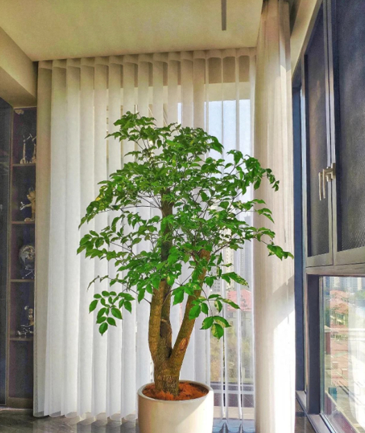 Nhà có 5 loại cây này, không giàu cũng vượng: Nhiều người tiếc vì không biết sớm