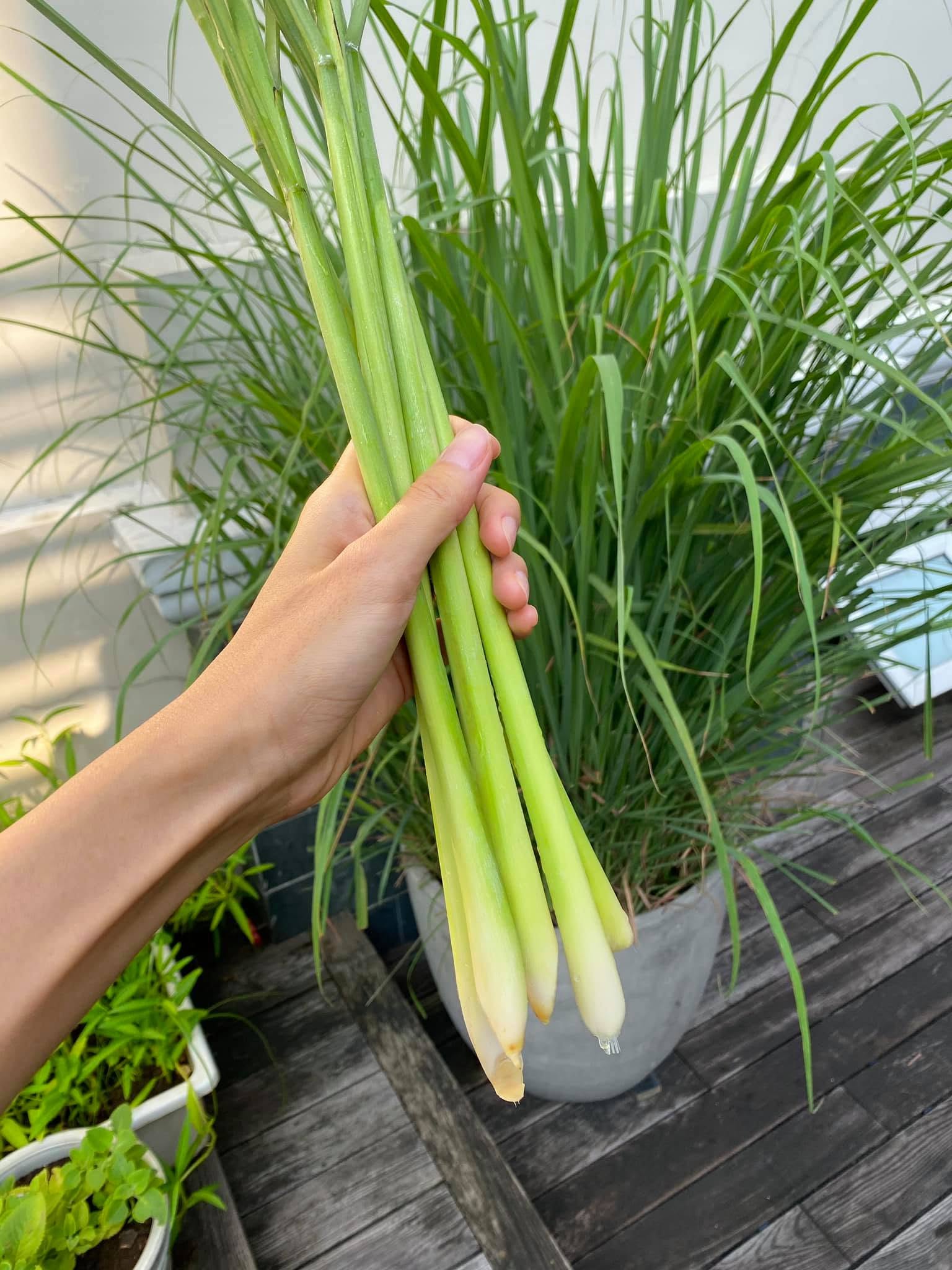 Khu vườn trồng nhiều loại rau xanh của Tăng Thanh Hà. 