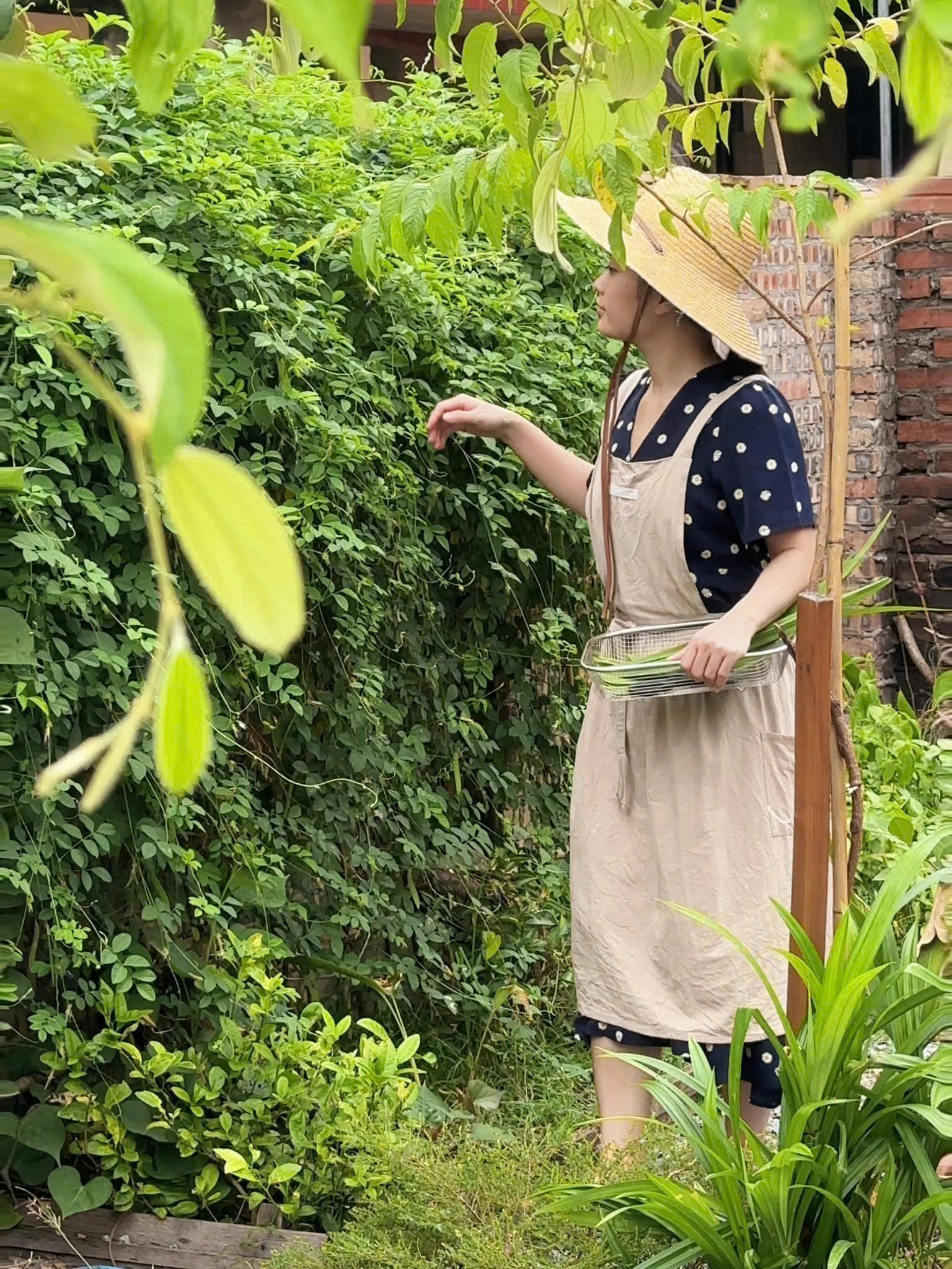 Cô bạn tự trồng rau, thu hoạch làm thực phẩm sạch trong ngày.