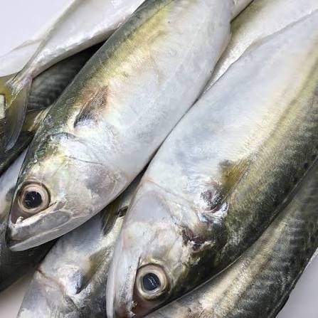 3 loại cá nhiều thịt ít xương, đang vào
