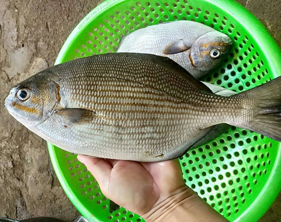 Loại cá có cái tên "rùng rợn" nhưng thịt lại ngọt, dai, không tanh, là đặc sản sức khỏe được săn lùng- Ảnh 1.