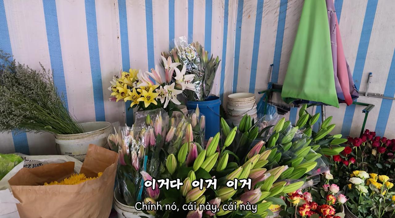Khách Hàn Quốc mang theo hoa ly ra thẳng Đồ Sơn chỉ để kiểm chứng một điều mà không ai nghĩ tới