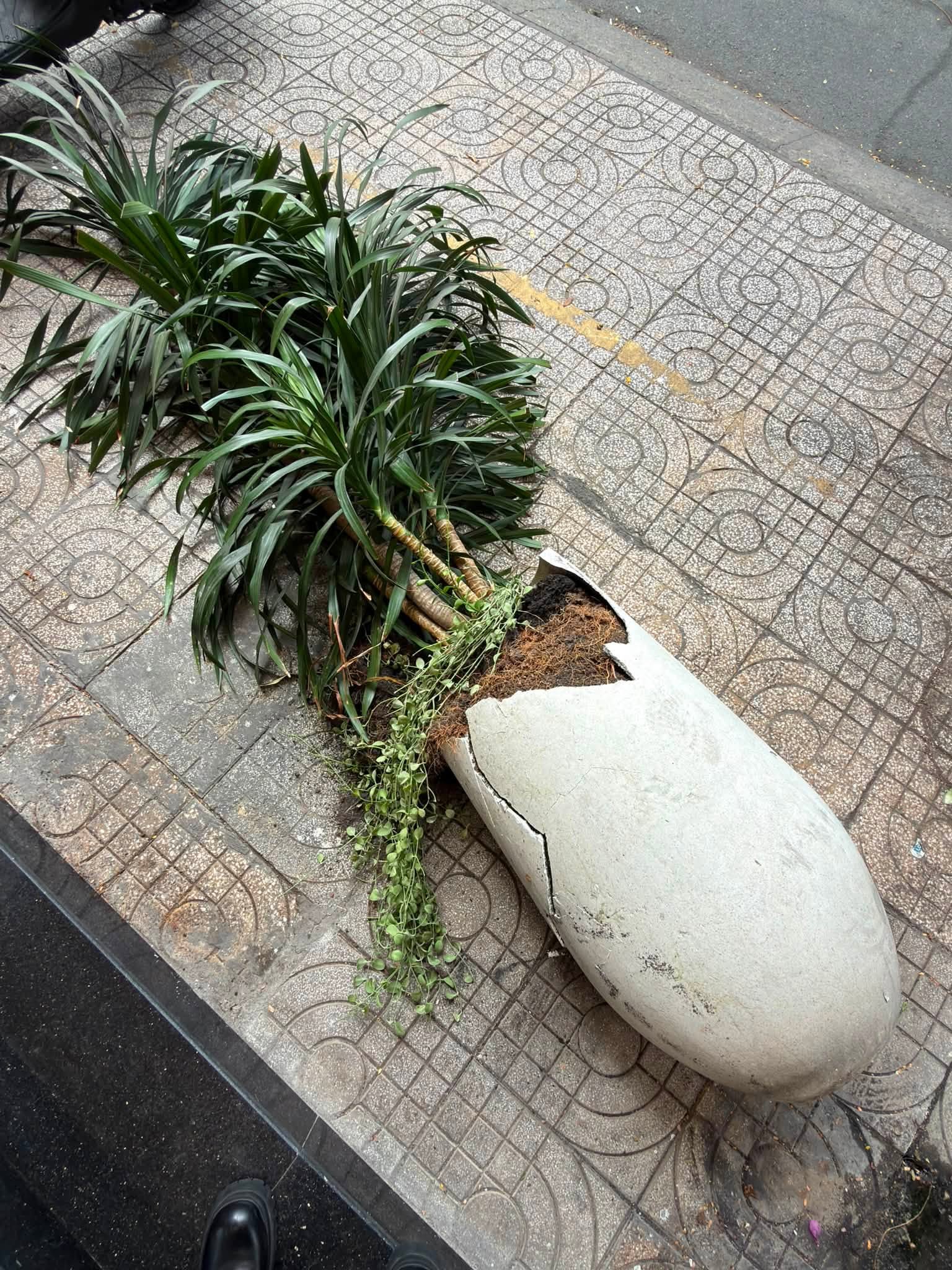 Chậu cây trước cửa hàng bị xô ngã nằm lăn lóc