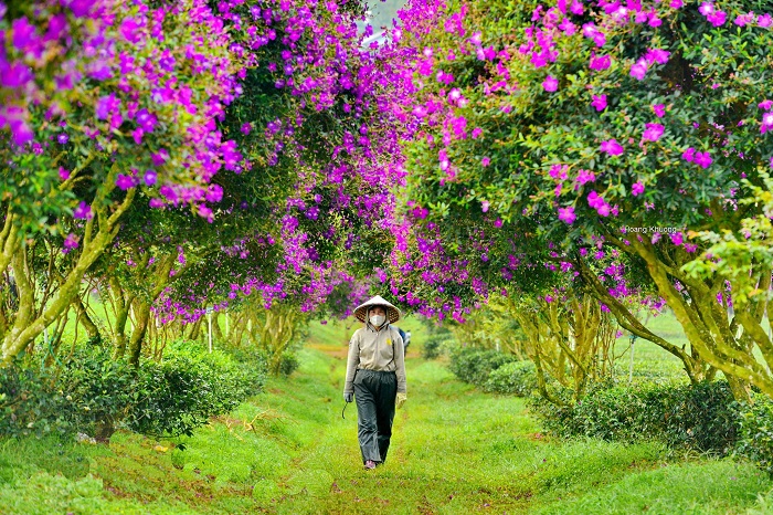 Mùa hoa mua tím Bảo Lộc nở rực rỡ trên đồi chè. Ảnh: Dân Bảo Lộc group
