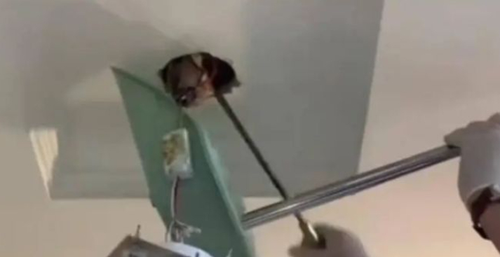Thấy trần nhà rỉ máu và mùi hôi nồng nặc trong căn nhà mới mua, người phụ nữ tá hỏa khi phát hiện ra sự thật