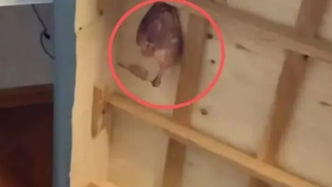 Thấy trần nhà rỉ máu và mùi hôi nồng nặc trong căn nhà mới mua, người phụ nữ tá hỏa khi phát hiện ra sự thật