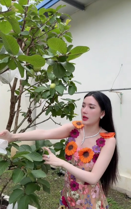 Vườn nhà có nhiều loại trái cây dân dã như mít, ổi,...