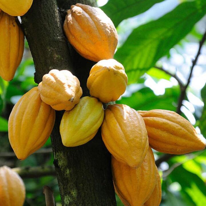Tăng giá lên 90.000 đồng, The Cocoa Project vẫn phải đóng cửa sau 5 năm