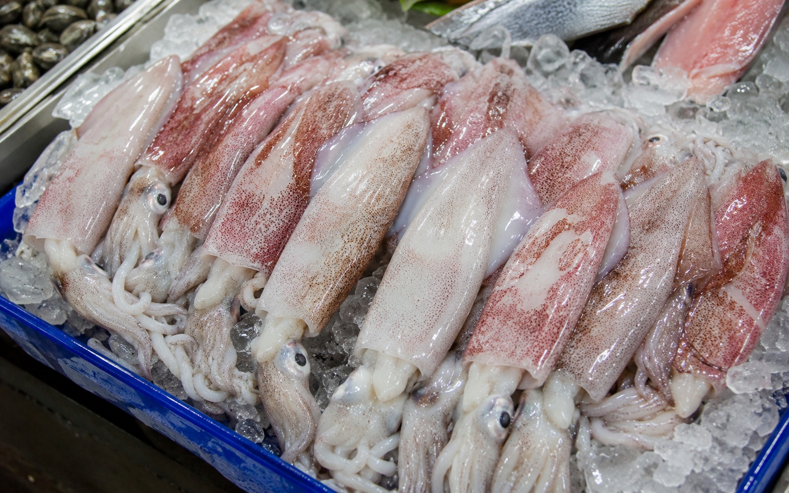 Mực có 5 dấu hiệu này: Cho không lấy, rẻ không mua