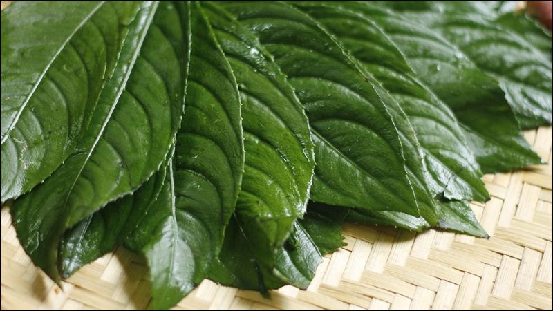Lá xương sông thường được dùng để làm chả