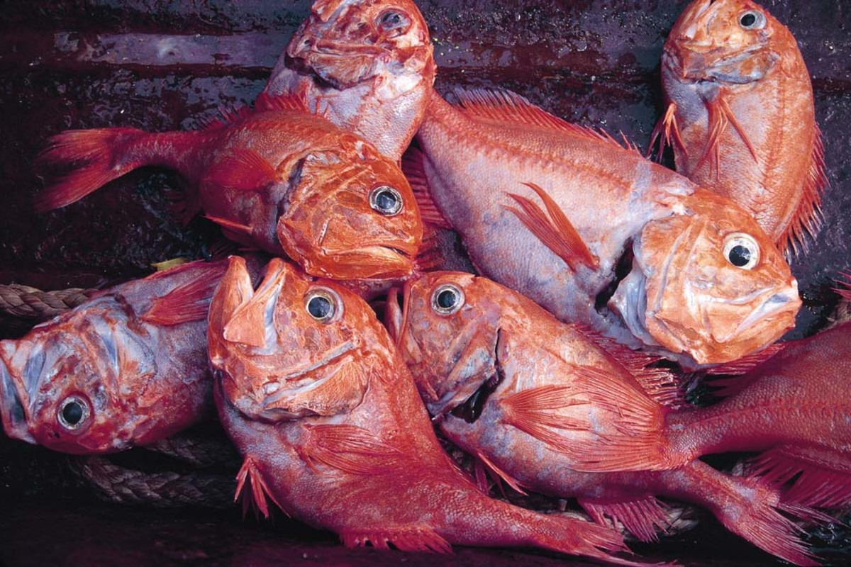 6 loại cá chứa lượng thủy ngân cao nhất