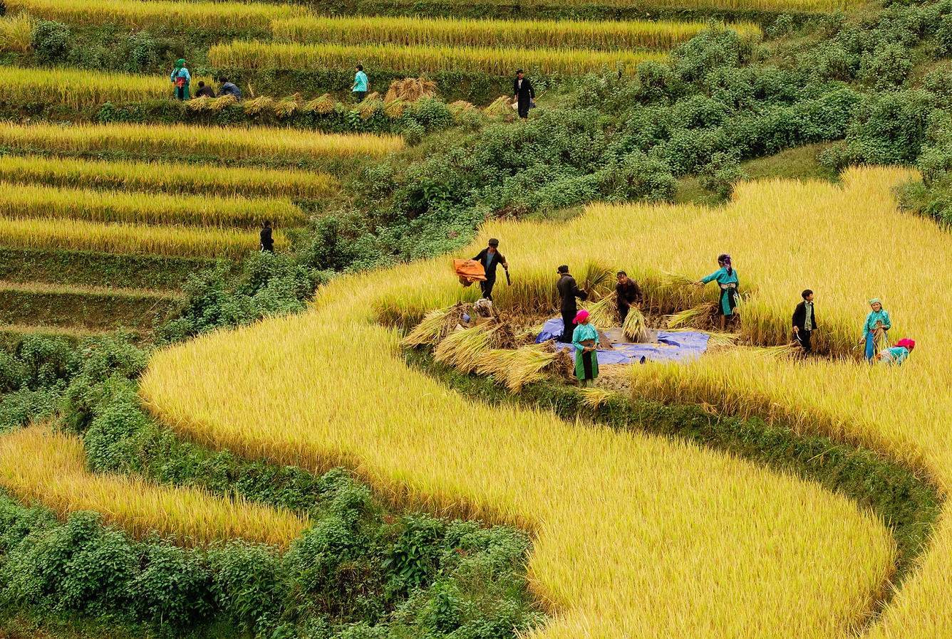 Một trong những lý do khiến Sa Pa được nhiều du khách tìm đến vào thời điểm cuối tháng 8, đầu tháng 9 là mùa lúa chín. Ảnh sưu tầm