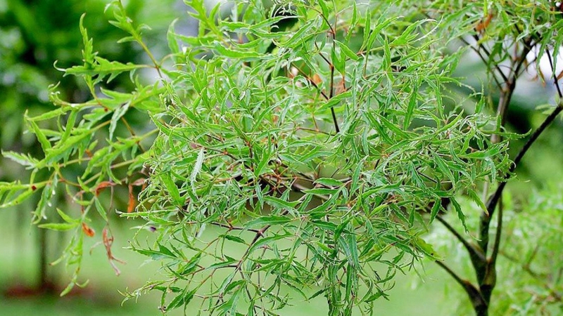 Đinh lăng từ lâu đã quen thuộc với người Việt, thường được trồng trong khuôn viên nhà (Ảnh minh họa)