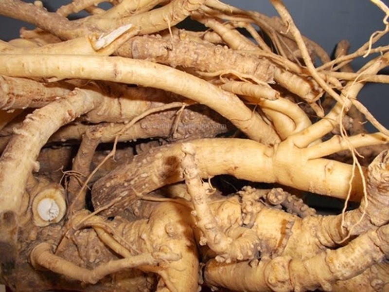 Xét về tính dược liệu, rễ/củ đinh lăng lâu năm có nhiều công dụng hơn phần lá và thân (Ảnh minh họa)