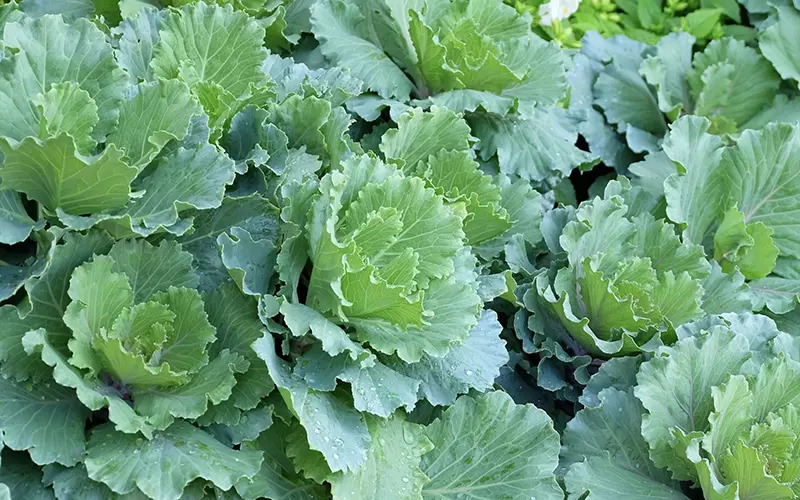 Rau cải rổ rất quen với người Việt (Ảnh minh họa)