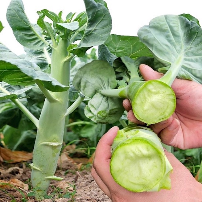 Rau cải rổ khi thu hoạch ăn được cải phần lá lẫn thân (Ảnh minh họa)