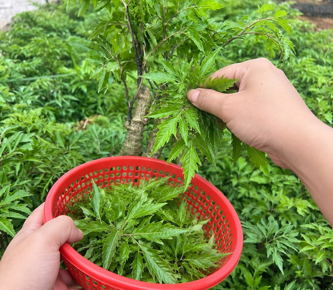 Nên hái lá đinh lăng ở độ bánh tẻ nếu nấu nướng, chỉ dùng phơi khô mới chọn lá hơi già (Ảnh minh họa)