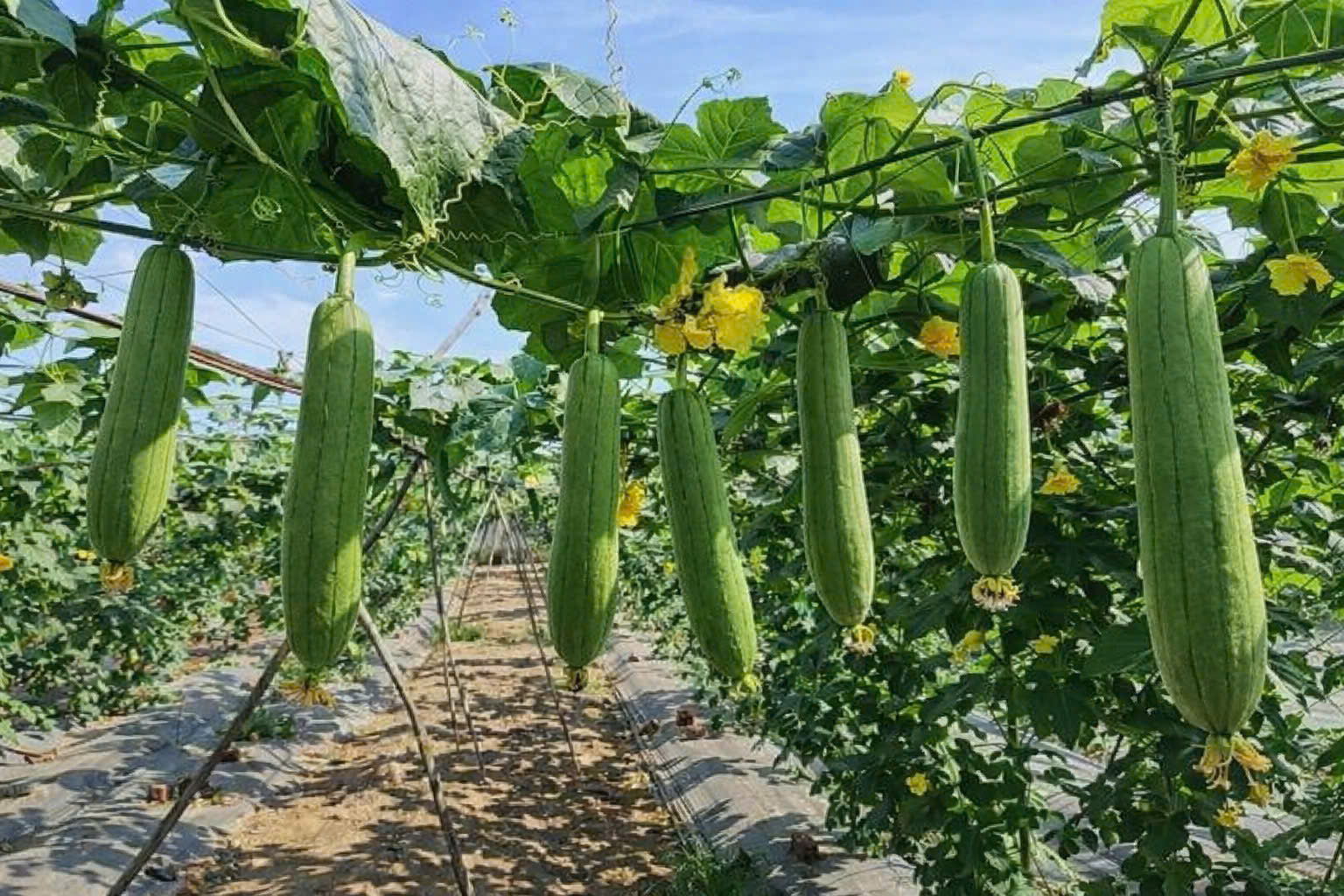 Lá mướp thường bị bỏ đi dù chứa nguồn dưỡng chất vô cùng phong phú (Ảnh minh họa)