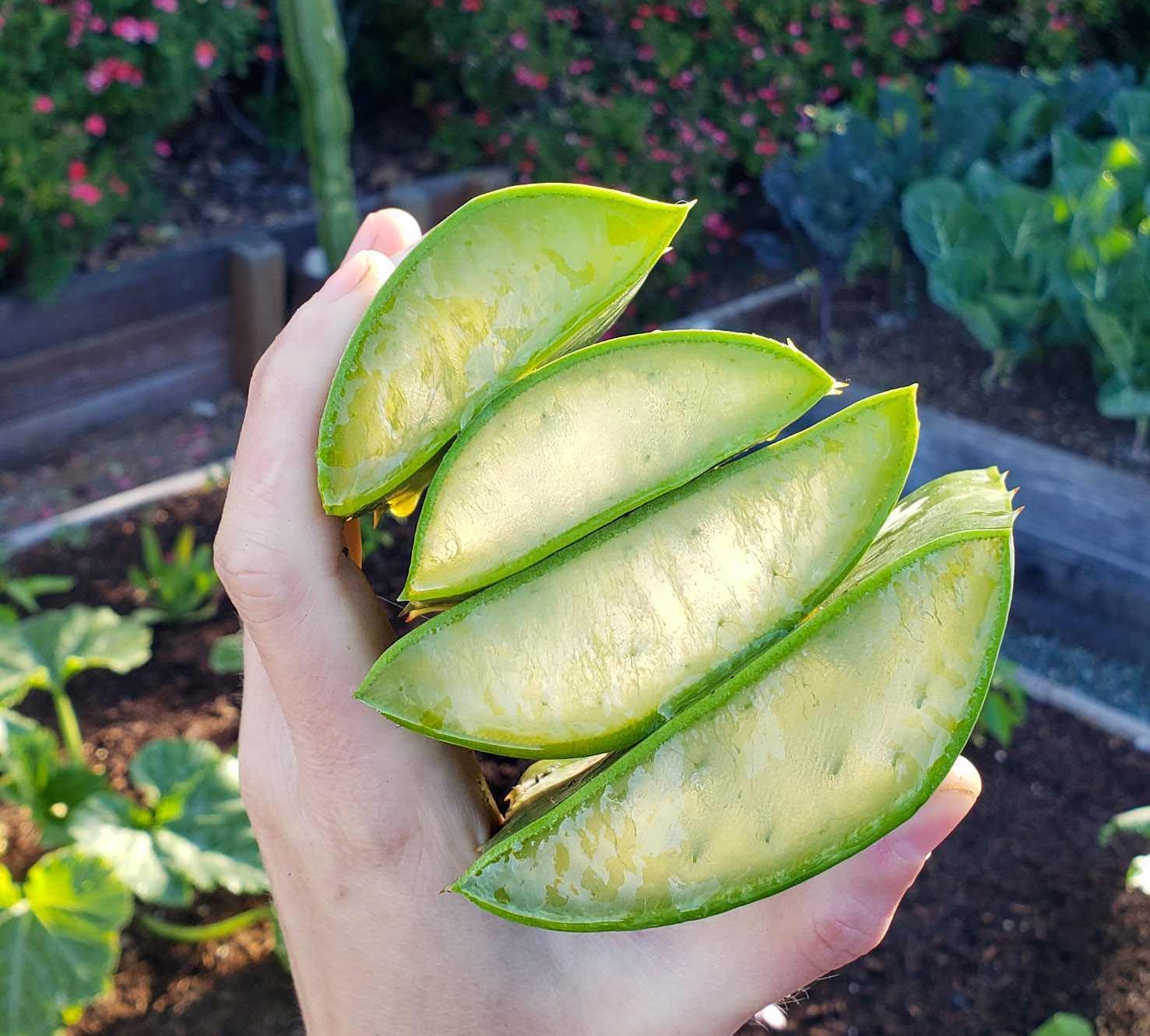 Nha đam dễ trồng, nhanh được thu hoạch nhưng không nên dùng bừa bãi (Ảnh minh họa)