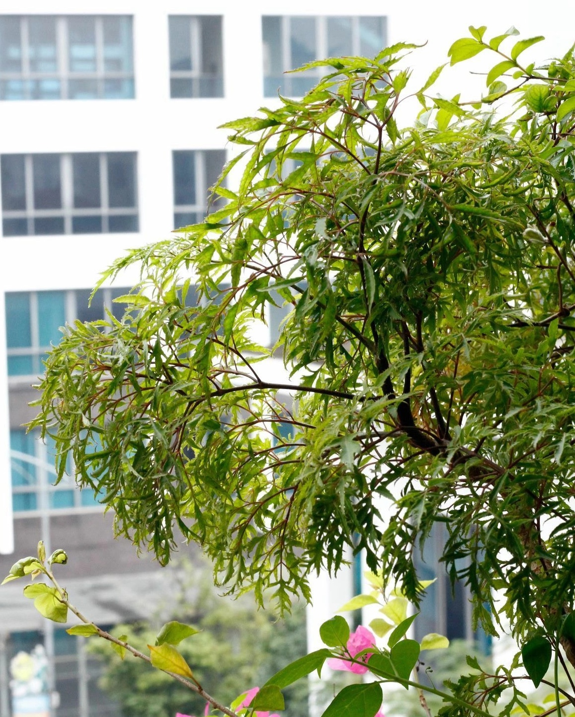 Đinh lăng vốn là dược liệu, mang lại nhiều lợi ích cho sức khỏe