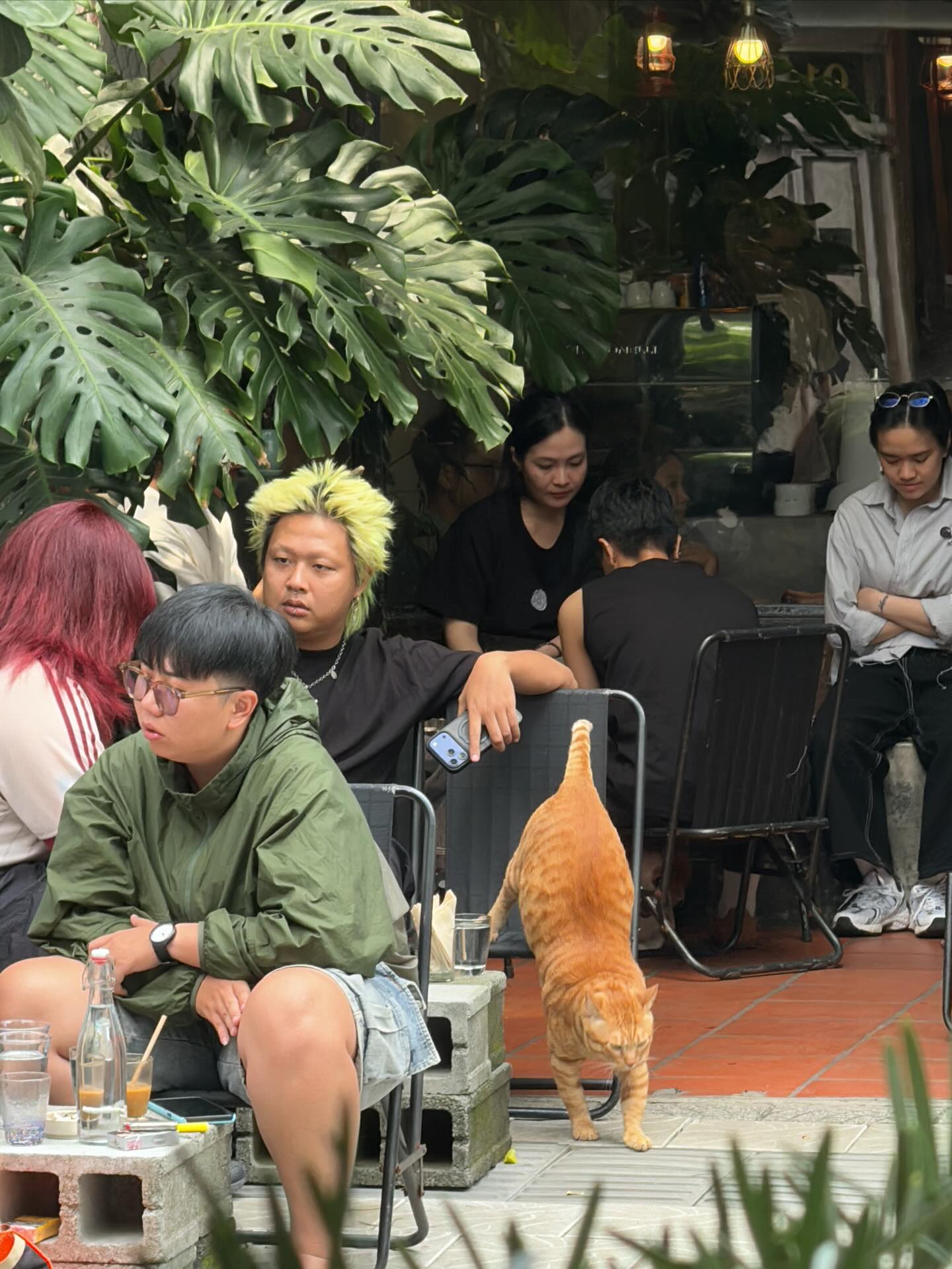 Một chú mèo ở quán cà phê Đà Nẵng bất ngờ thành “ngôi sao” quốc tế, khách Tây đua nhau bay qua Việt Nam để gặp