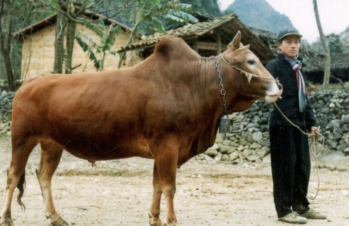 Việt Nam nghiên cứu giống bò cao cấp theo cách Nhật làm với Wagyu, có phần thịt giá hơn 1,2 triệu đồng/kg