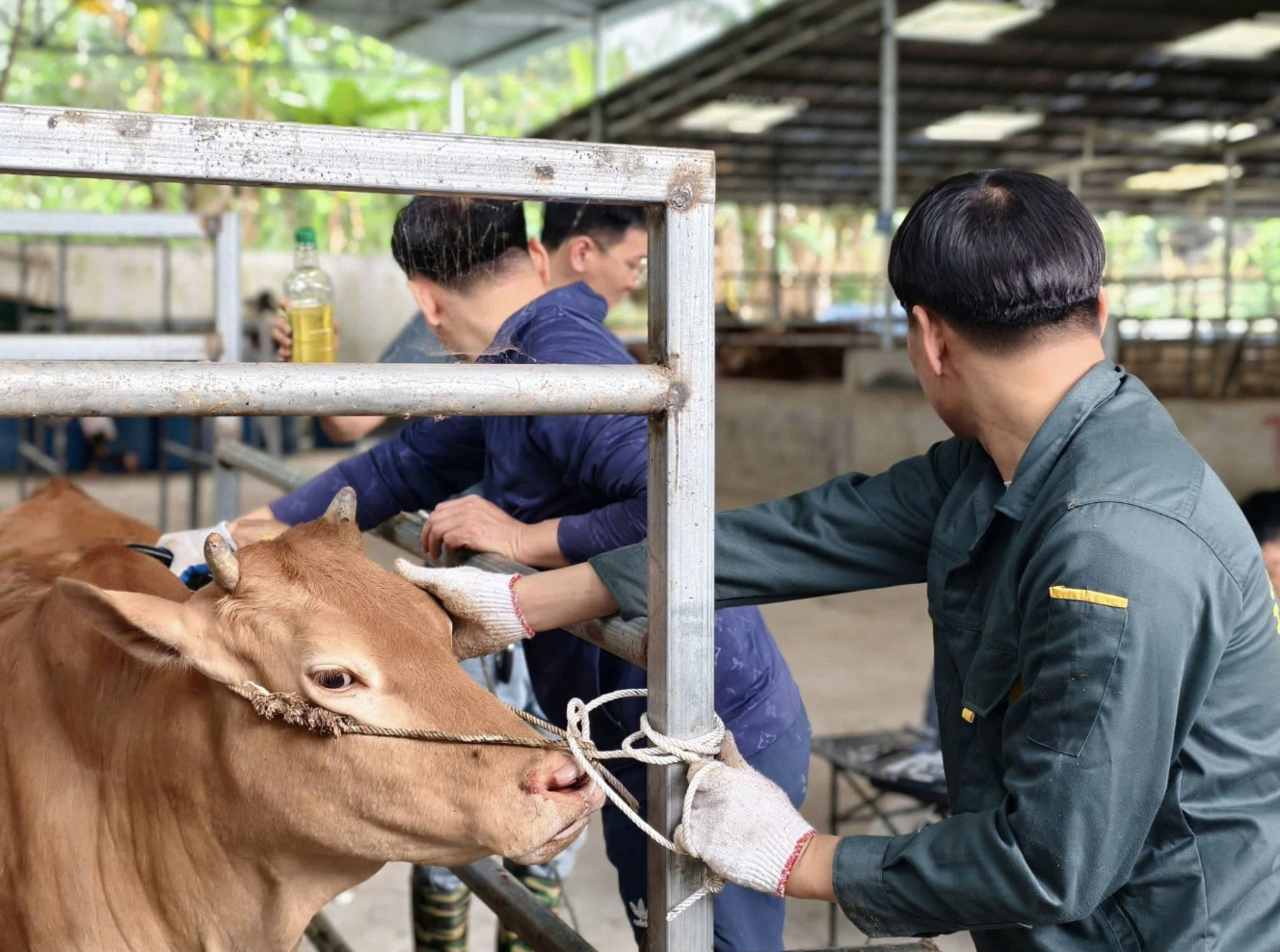 Bò H’Mông tại Hà Giang, tỉnh Tuyên Quang. Ảnh: Sở Nông nghiệp và Môi trường Tuyên Quang