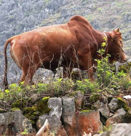 Việt Nam nghiên cứu giống bò cao cấp theo cách Nhật làm với Wagyu, có phần thịt giá hơn 1,2 triệu đồng/kg