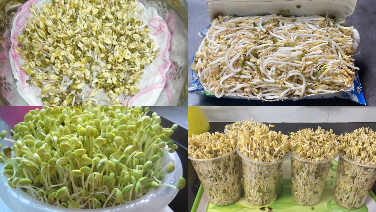 Chỉ mua giá đỗ có rễ từ nguồn uy tín hoặc tốt hơn là tự làm tại nhà (Ảnh minh họa)