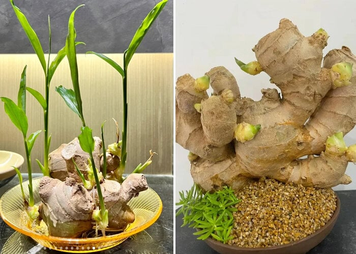 4 lý do nên trồng gừng trong nhà
