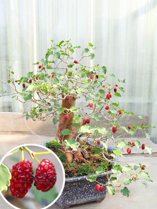 chau-dau-tam-bonsai