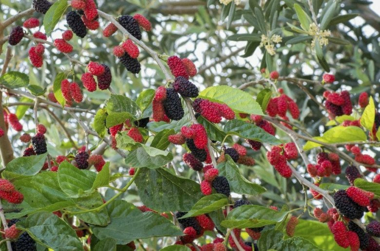 Vì sao người xưa kiêng cây dâu tằm, nhưng ngày nay nhiều người lại đưa vào nhà làm bonsai?