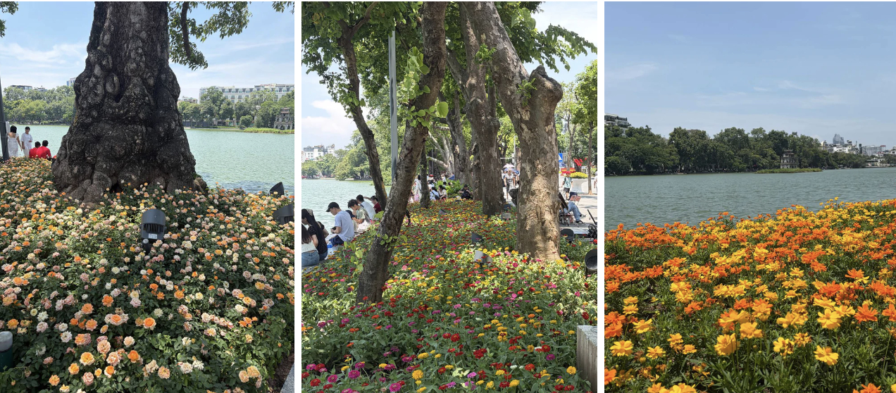 “Quyết không để các nàng thơ nhàm chán”: Hồ Gươm lại thay thảm hoa mới, Hà Nội dạo này thơ thế nhỉ!