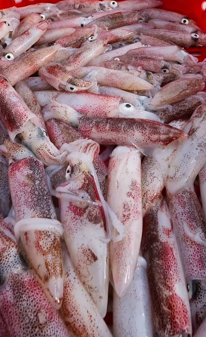 Vừa vớt khỏi mặt nước thì da mực còn ánh lên lấp lánh và mắt còn nhấp nháy. Nhưng chỉ cần nó chết là mọi thứ biến mất hoàn toàn. Nguồn ảnh: Netin Travel