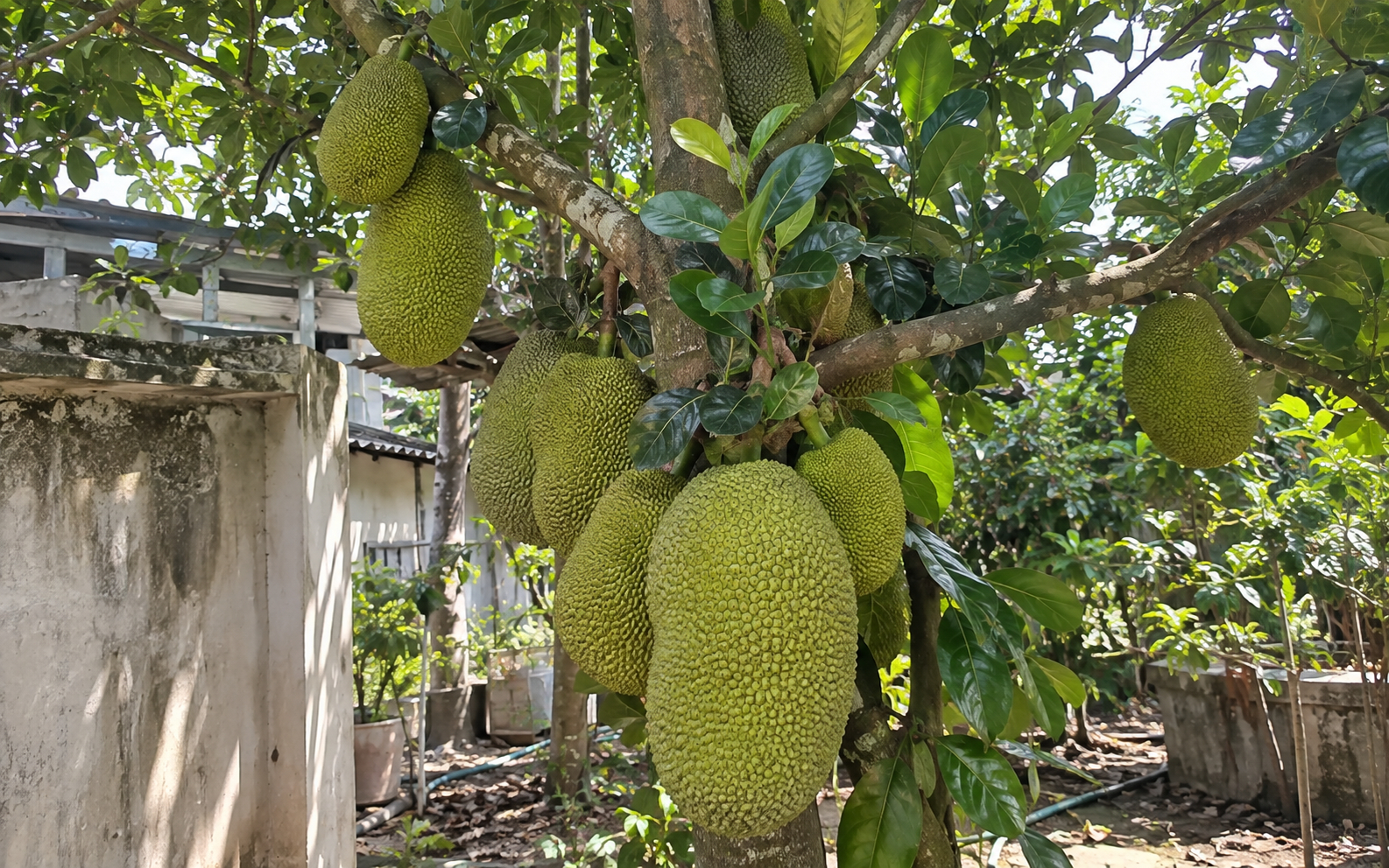 Tin vui cho những người đang trồng mít
