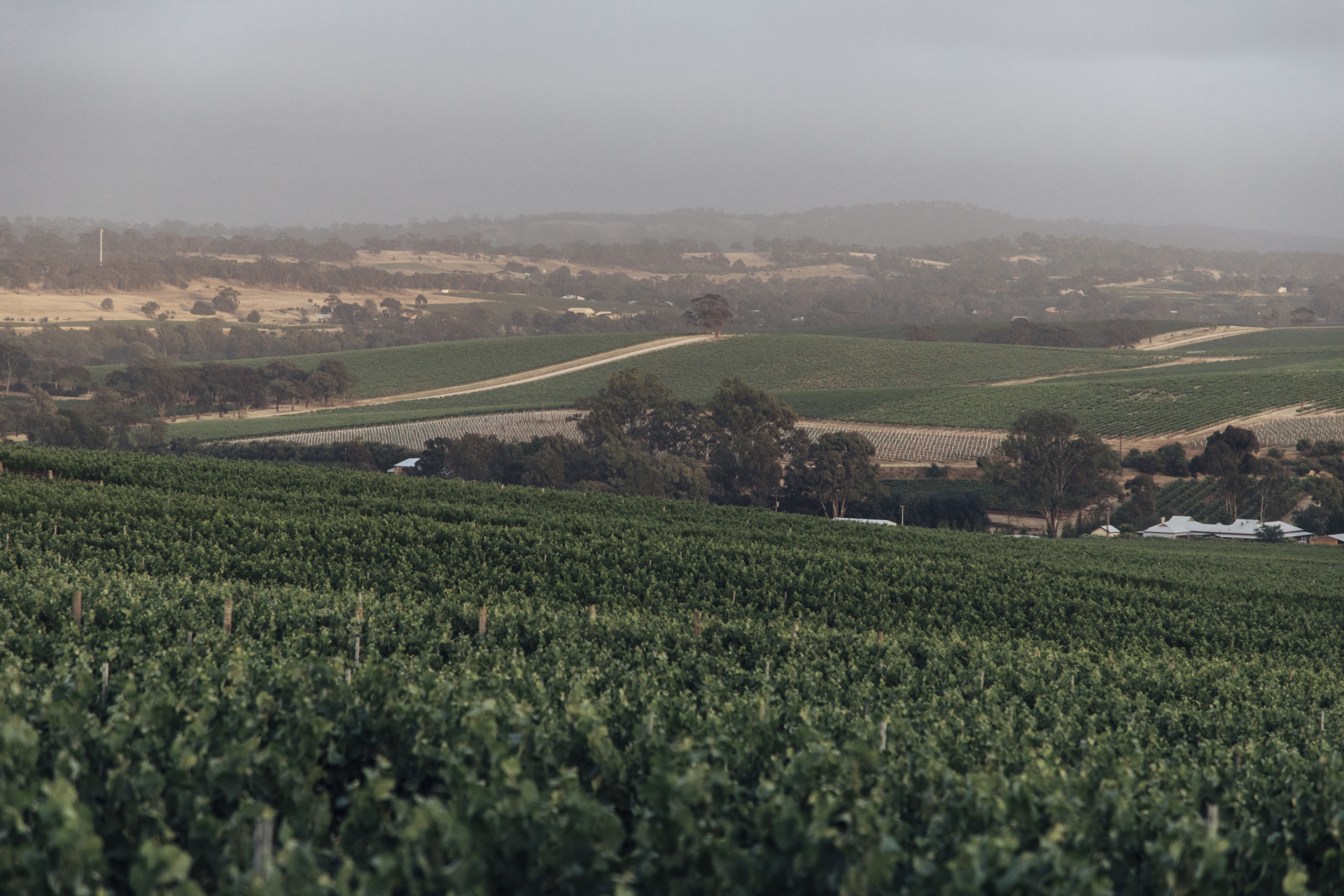 Thung lũng Clare. Ảnh: Wine Australia