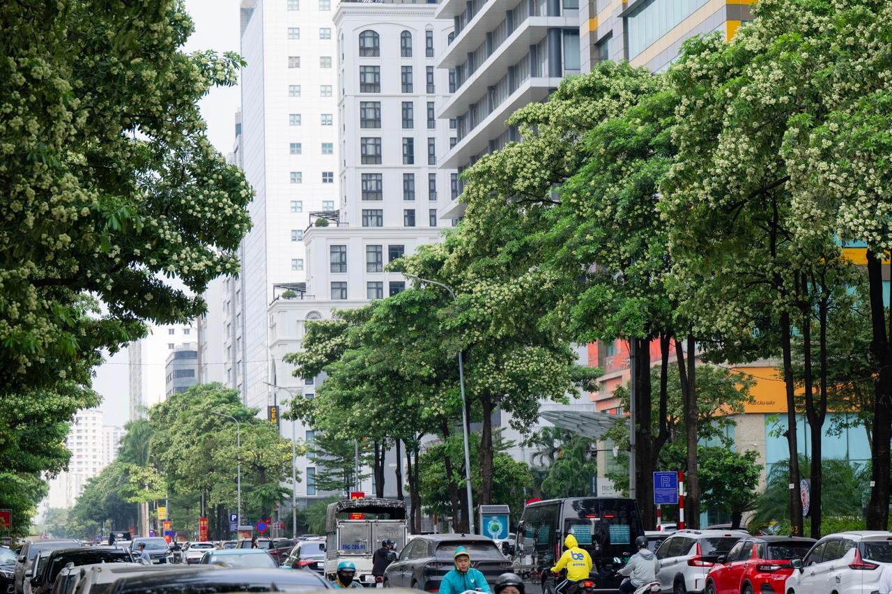 Loạt cây hoa sữa mọc san sát trên phố Duy Tân