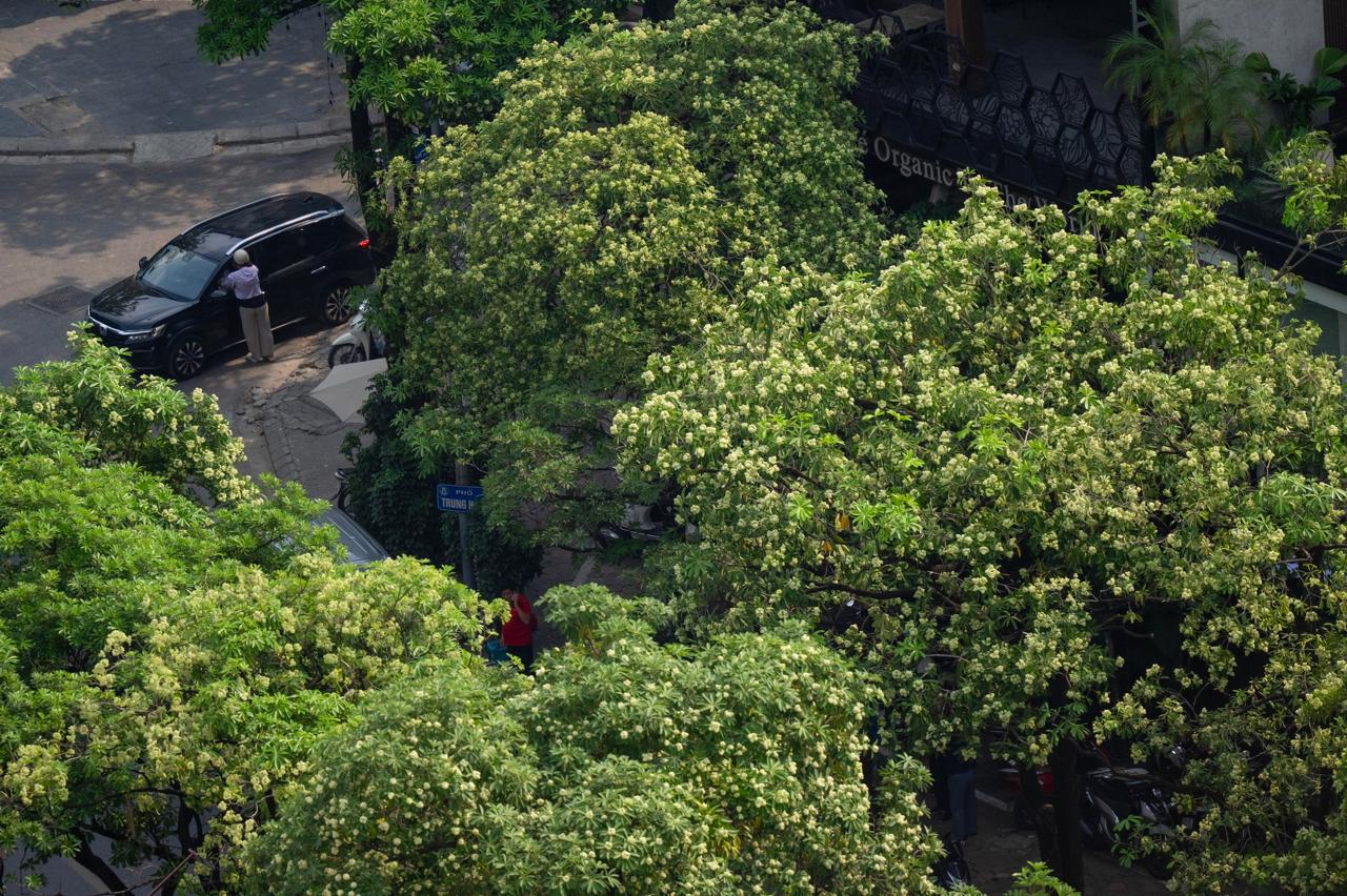 Những tuyến phố nhiều hoa sữa nhất Hà Nội: Cùng một đoạn đường người đứng lại hít hà, người đeo 2 lớp khẩu trang phóng cho nhanh
