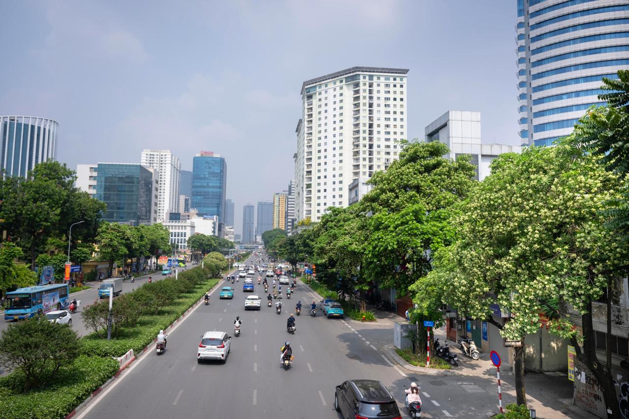 Phố Nguyễn Chí Thanh là nơi trồng nhiều hoa sữa. Ảnh: Hoàn Như