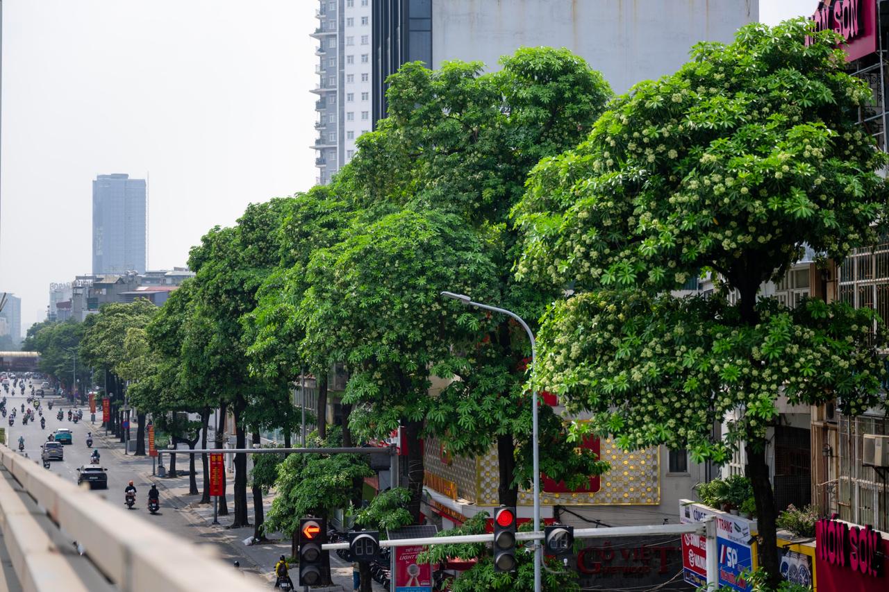 Những tuyến phố nhiều hoa sữa nhất Hà Nội: Cùng một đoạn đường người đứng lại hít hà, người đeo 2 lớp khẩu trang phóng cho nhanh