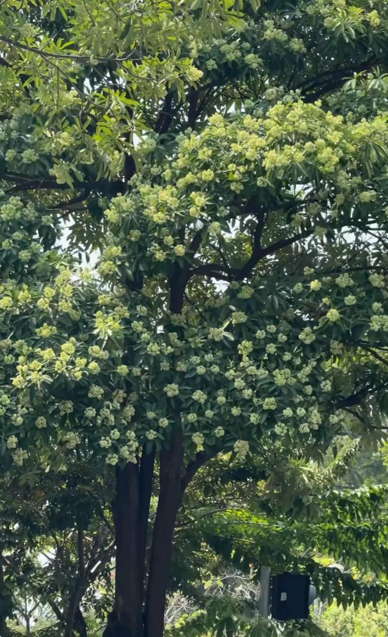 Những tuyến phố nhiều hoa sữa nhất Hà Nội: Cùng một đoạn đường người đứng lại hít hà, người đeo 2 lớp khẩu trang phóng cho nhanh