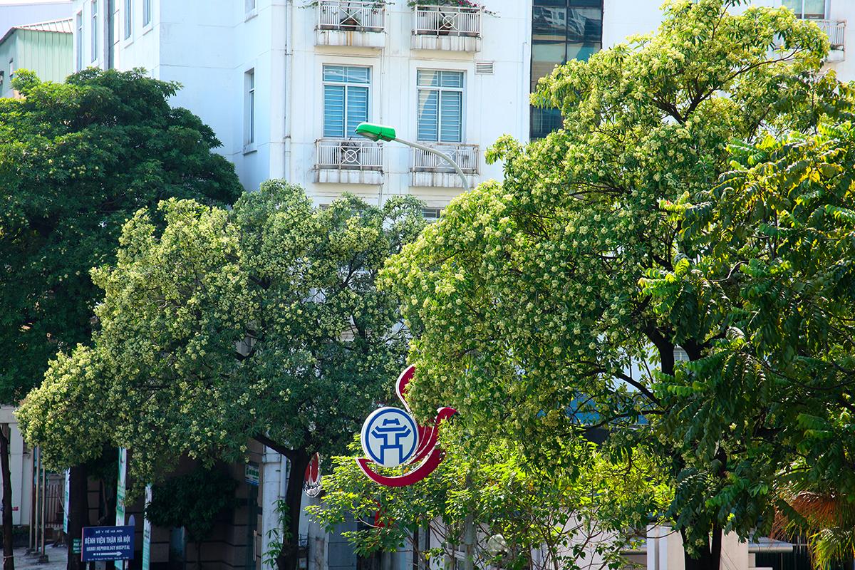 Những cây hoa sữa san sát nhau ở Trần Duy Hưng. Ảnh: giadinh.suckhoedoisong